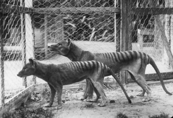 Thylacine, le défunt tigre de tasmanie
