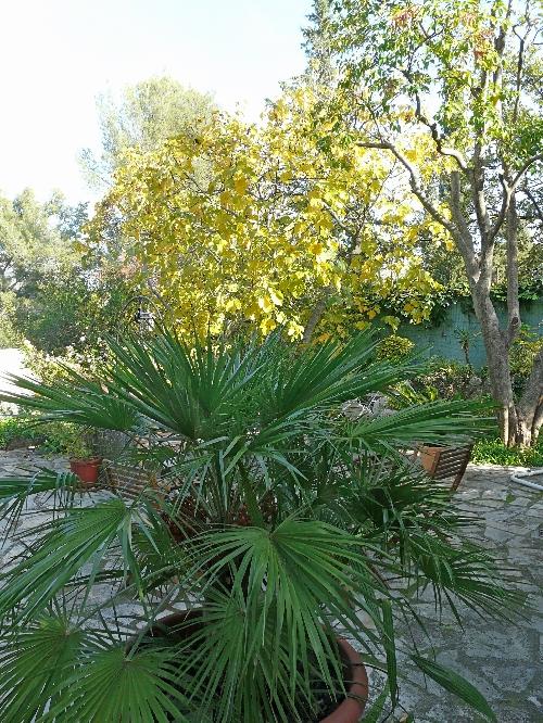 Décembre 2009 : Gel... et repos végétatif !