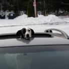 thumbs animaux fun 024 Des Animaux Fun (43 photos)