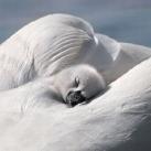 thumbs animaux fun 026 Des Animaux Fun (43 photos)