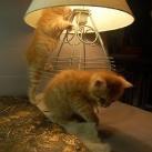 thumbs animaux fun 022 Des Animaux Fun (43 photos)