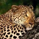 thumbs animaux fun 013 Des Animaux Fun (43 photos)