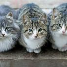 thumbs animaux fun 008 Des Animaux Fun (43 photos)