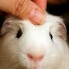 thumbs animaux fun 030 Des Animaux Fun (43 photos)