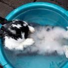 thumbs animaux fun 001 Des Animaux Fun (43 photos)