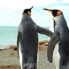 thumbs animaux fun 028 Des Animaux Fun (43 photos)