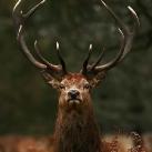 thumbs animaux fun 012 Des Animaux Fun (43 photos)