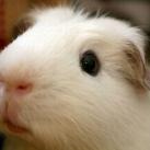 thumbs animaux fun 029 Des Animaux Fun (43 photos)