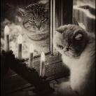 thumbs animaux fun 010 Des Animaux Fun (43 photos)