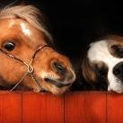 thumbs animaux fun 035 Des Animaux Fun (43 photos)