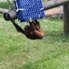 thumbs animaux fun 038 Des Animaux Fun (43 photos)