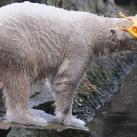 thumbs animaux fun 039 Des Animaux Fun (43 photos)