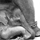 thumbs animaux fun 034 Des Animaux Fun (43 photos)