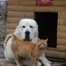 thumbs animaux fun 005 Des Animaux Fun (43 photos)