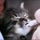 thumbs animaux fun 019 Des Animaux Fun (43 photos)