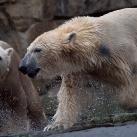 thumbs animaux fun 009 Des Animaux Fun (43 photos)