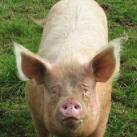 thumbs animaux fun 036 Des Animaux Fun (43 photos)