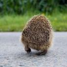 thumbs animaux fun 032 Des Animaux Fun (43 photos)