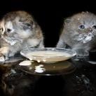 thumbs animaux fun 002 Des Animaux Fun (43 photos)