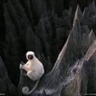 thumbs animaux fun 041 Des Animaux Fun (43 photos)