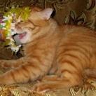 thumbs animaux fun 020 Des Animaux Fun (43 photos)