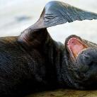 thumbs animaux fun 043 Des Animaux Fun (43 photos)