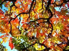 feuilles_couleurs_automne.jpg