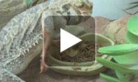 Pogona Vitticeps mangeant des vers de farine