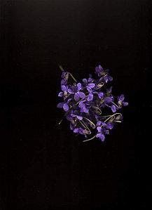 violettes744.blogjpg.jpg