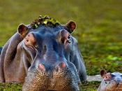 Faune Steve Boom photos)