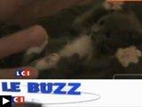 buzz surprised kitty