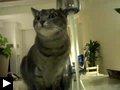 Les videos de chats pour l'années 2009 (retrospective)