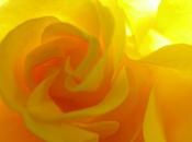 joli métier (Jean-Claude Faucheux)