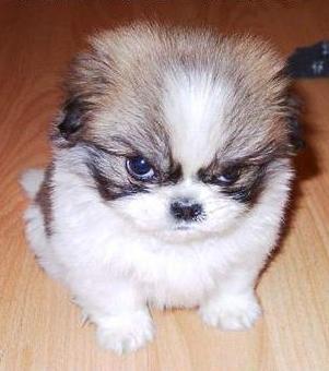 angry-puppy