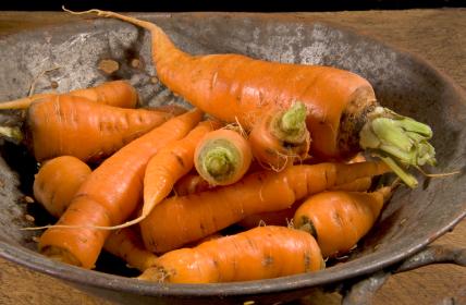 Lot et Garonne : l’affaire des carottes tordues