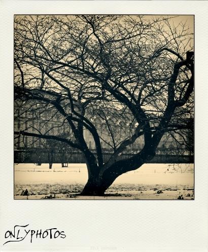 arbre-tuileries