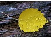 diamant goutte rosée