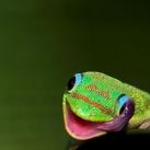 thumbs animaux fun 008 Des Animaux Fun x) (47 photos)