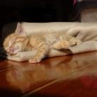 thumbs animaux fun 009 Des Animaux Fun x) (47 photos)