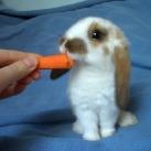 thumbs animaux fun 012 Des Animaux Fun x) (47 photos)