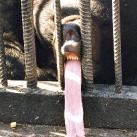 thumbs animaux fun 013 Des Animaux Fun x) (47 photos)