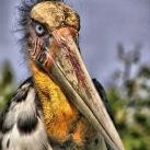 thumbs animaux fun 014 Des Animaux Fun x) (47 photos)