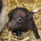 thumbs animaux fun 016 Des Animaux Fun x) (47 photos)