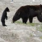 thumbs animaux fun 018 Des Animaux Fun x) (47 photos)