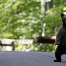 thumbs animaux fun 019 Des Animaux Fun x) (47 photos)