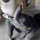 thumbs animaux fun 022 Des Animaux Fun x) (47 photos)