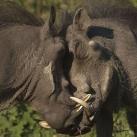 thumbs animaux fun 023 Des Animaux Fun x) (47 photos)