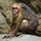 thumbs animaux fun 025 Des Animaux Fun x) (47 photos)