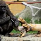 thumbs animaux fun 026 Des Animaux Fun x) (47 photos)