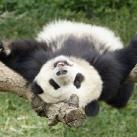 Giant Panda